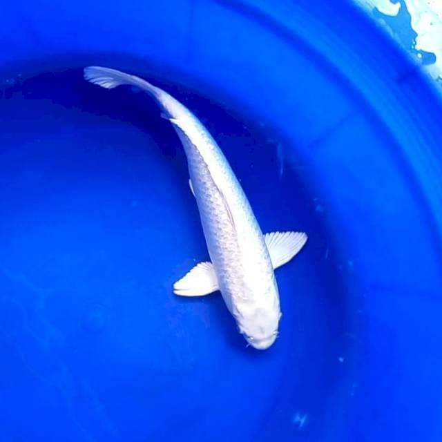 PLATINUM GINRIN JANTAN # 36CM