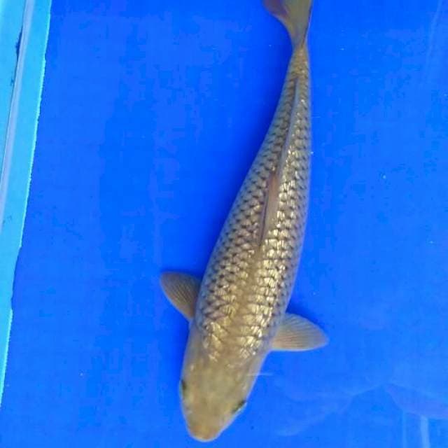 kinginrin full 33cm
