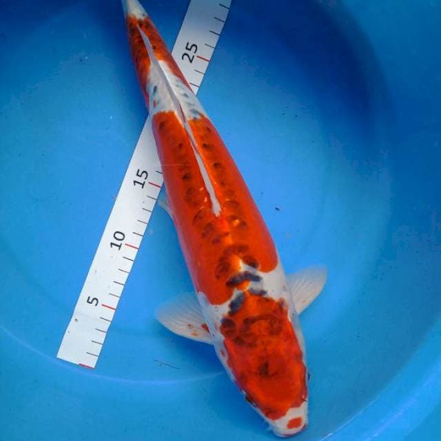 Male bakat jumbo 39 cm