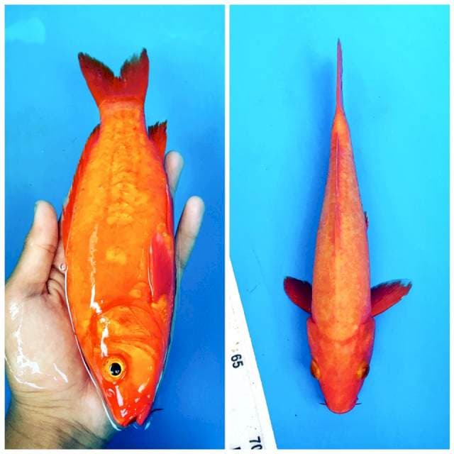 Doitsu Benigoi tembus 25cm