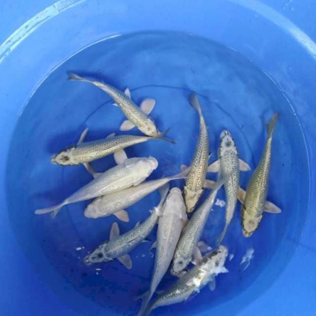 Paket cantik10 ekor ginrin 