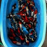 Mix showa, shiro ,utsuri Ginrin 50 ekor