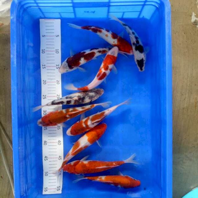 Paket Goromo 10 ekor