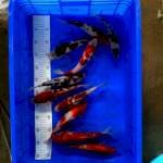 Paket Goromo 10 ekor