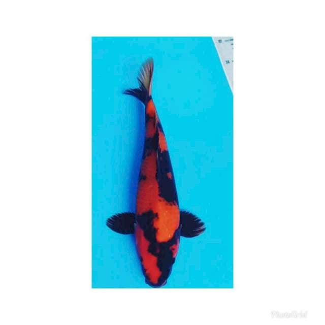 Hi utsuri merah bulky 40cm male