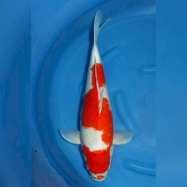 F1 sakai Kohaku 60BU