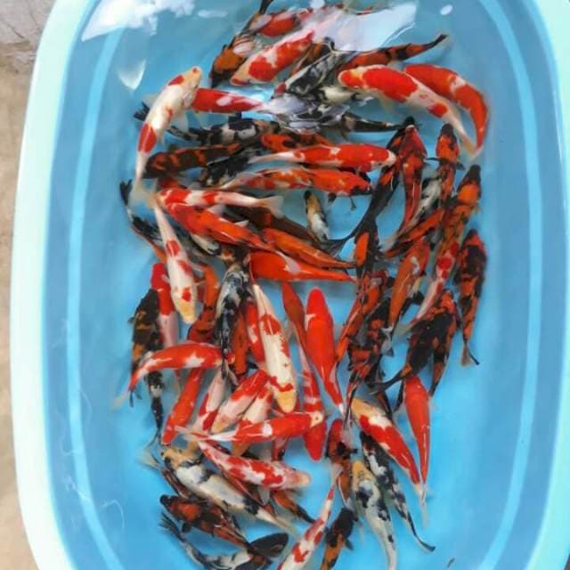 Paket Mix