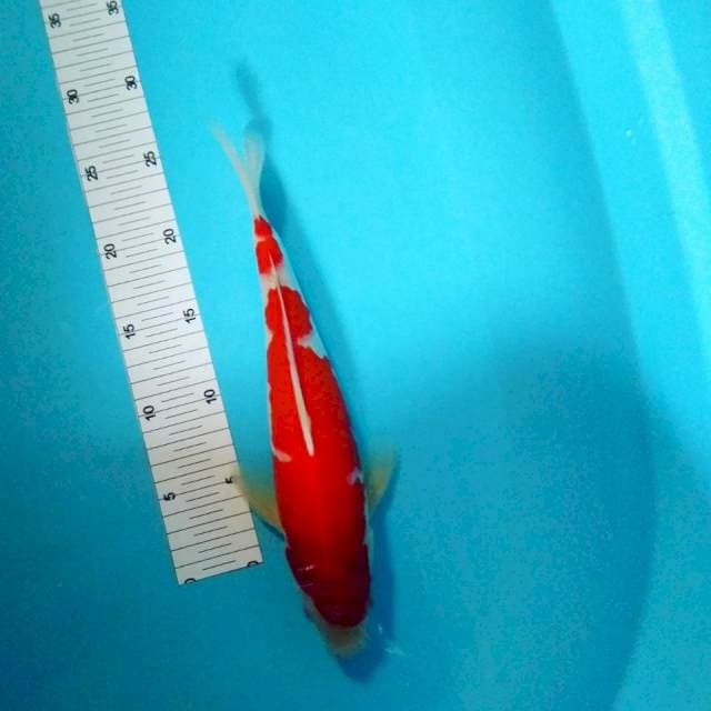 Kohaku male 32cm