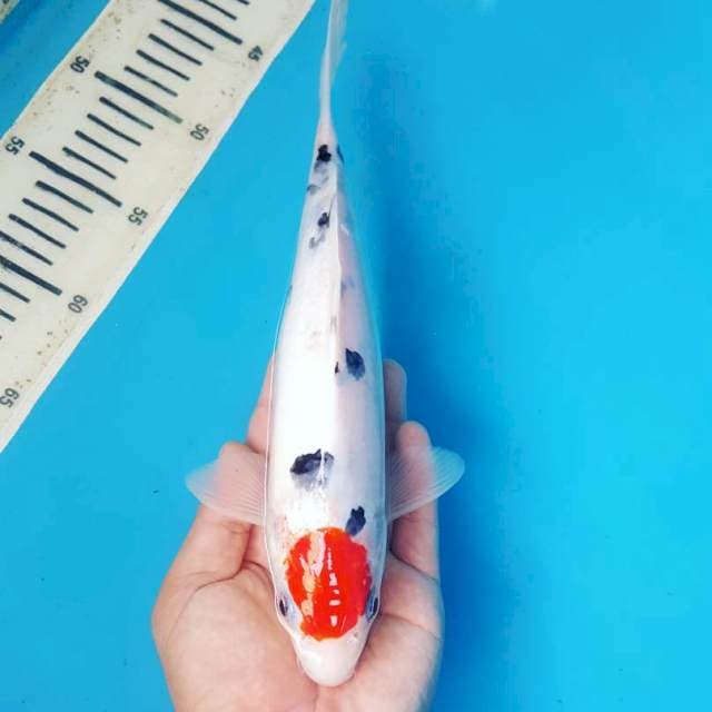 NAKATA ~ TANCHO SANKE 30CM