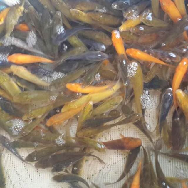 200 bibit midori cagoi soragoi 4567 cm
