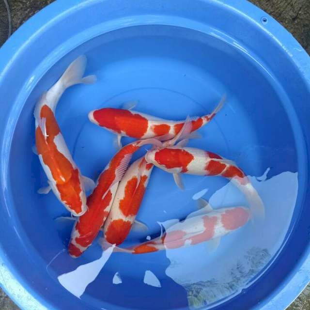 Kohaku 38cm-41cm 
