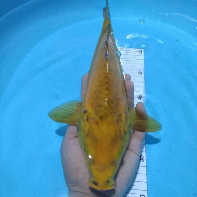 Monster36cm