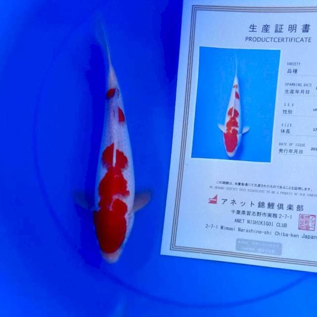 Kohaku anetto import serty