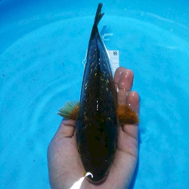 Serem28cm