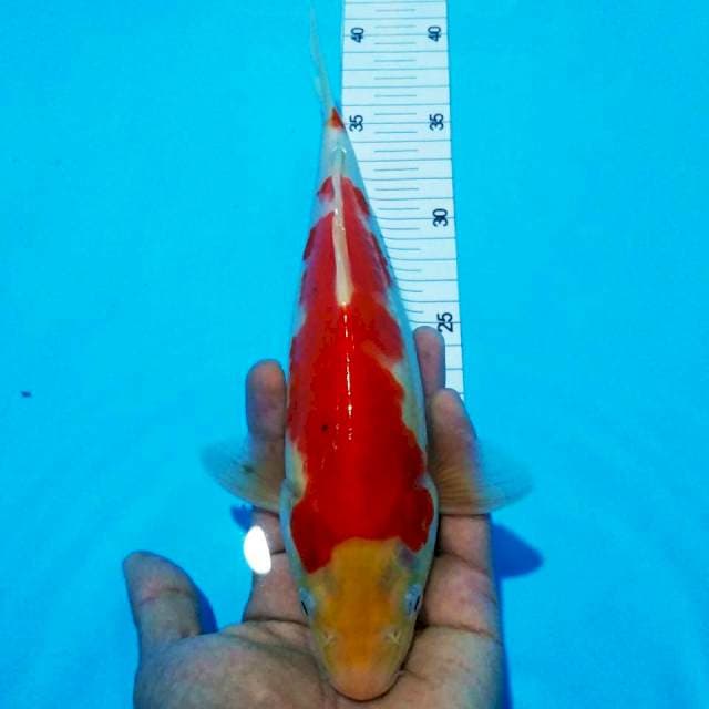 Kohaku strong29cm