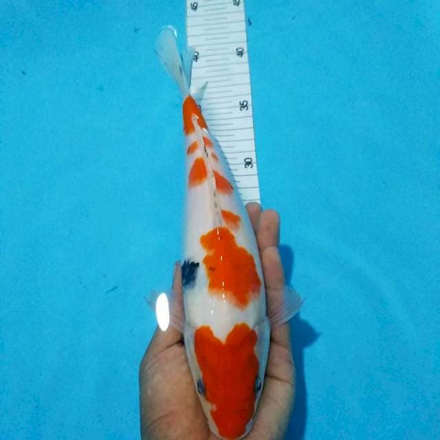 Sanke27cm