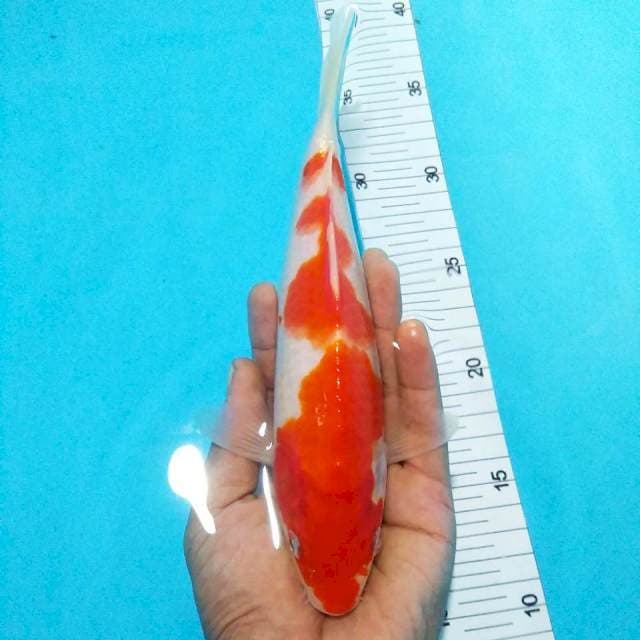 Menkaburi Kohaku27cm