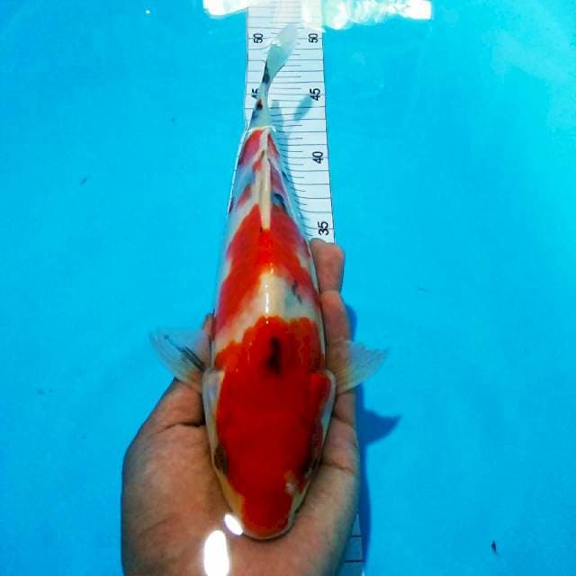 Sanke28cm