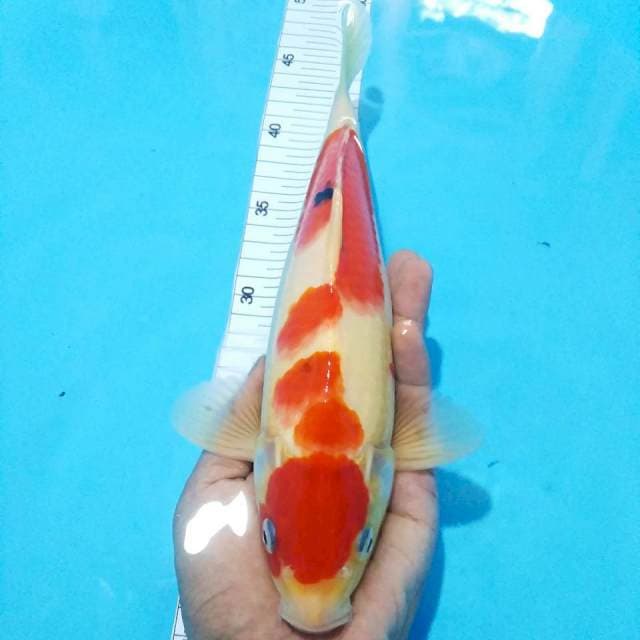 Maruten sanke28cm