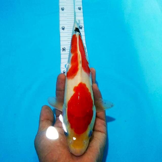 Nidan sanke srong27cm