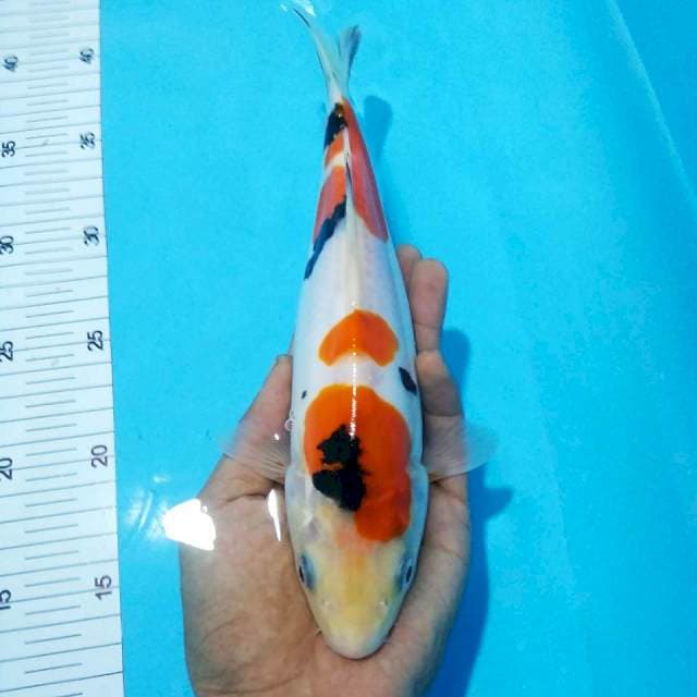 Sanke doitsu27cm