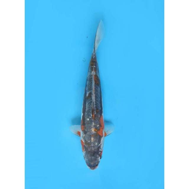 Kawarimono Langka - 40cm