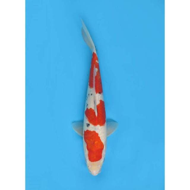 Sandan Sanke Tategoi - 38cm 