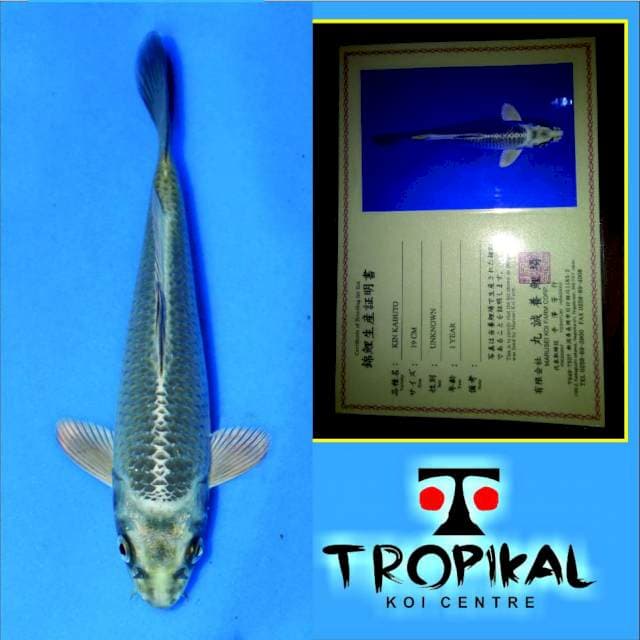 Kin Kabuto(Marusei) 19cm. Import dan Sertifikat