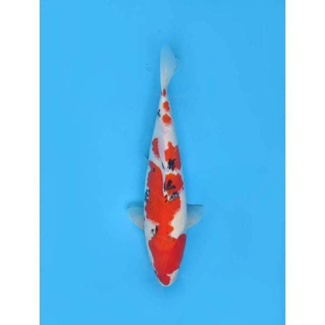 Sanke HQ - 35cm