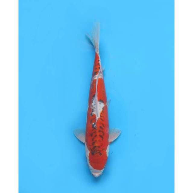 Goshiki Doitsu Koleksi - 37cm