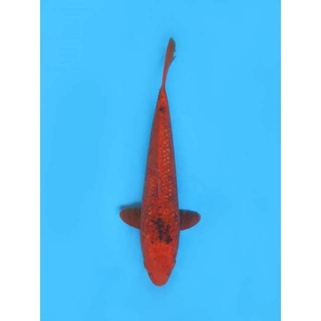 Kawarimono Unique - 33cm