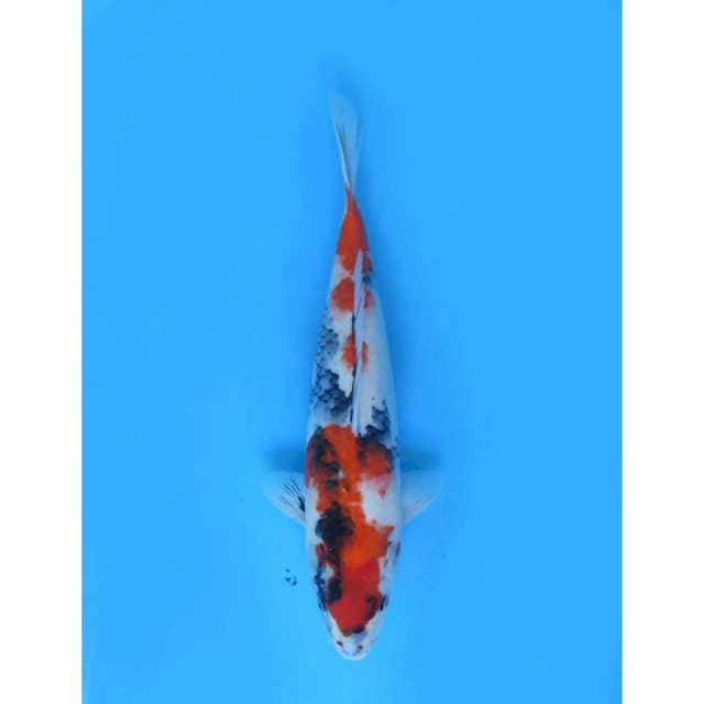 Kindai Showa Tategoi - 39cm 