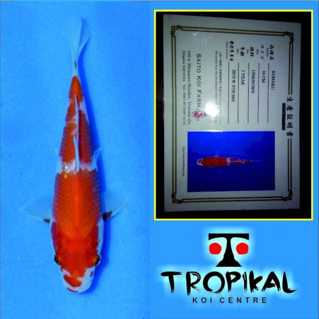 Kohaku(Saito) 16cm.  Import dan Sertifikat