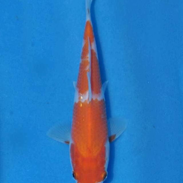 Kohaku(Saito) 16cm.  Import dan Sertifikat