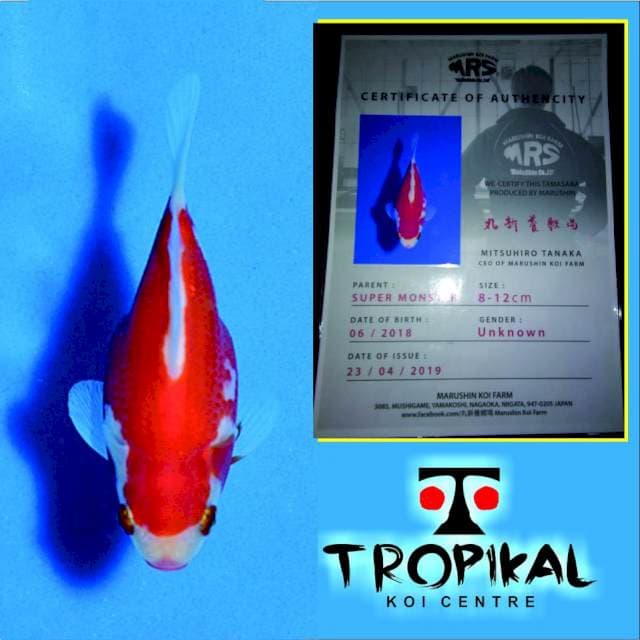 Tamasaba(Marushin) 12cm.  Import dan Sertifikat