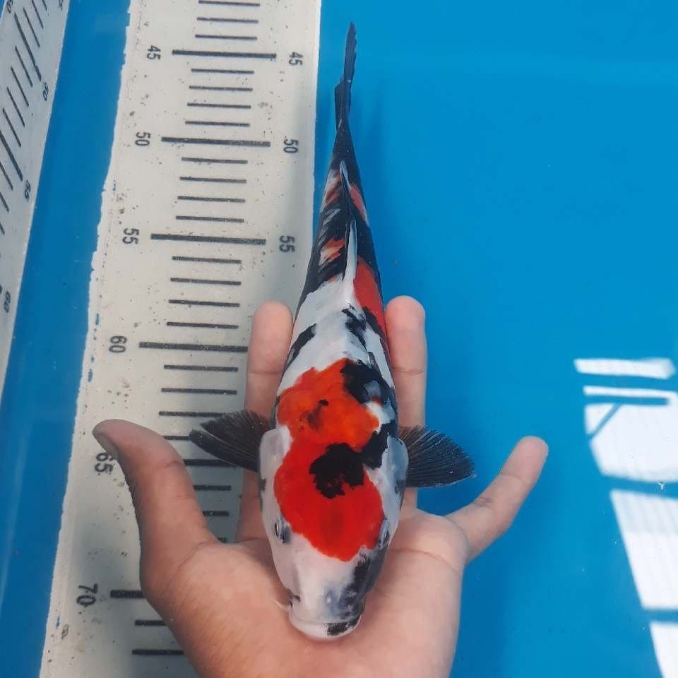 SHOWA DOITSU 1 (25cm)