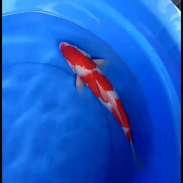 Kohaku Male F1 37cm 