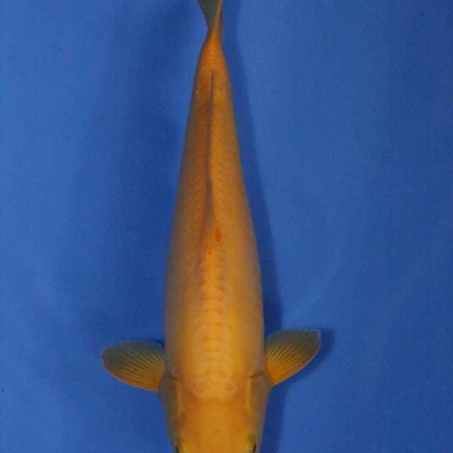 Ikarashi Doitsu Karashi 40 cm ( 80% Female )