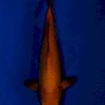 Ikarashi Doitsu Karashi 40 cm ( 80% Female )