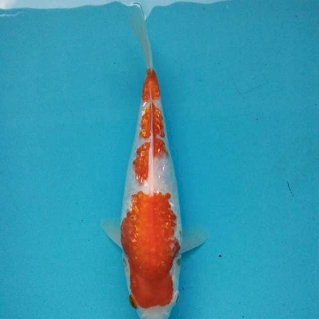 kohaku ginrin