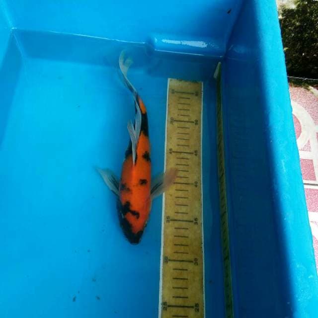 Utsuri kumpay