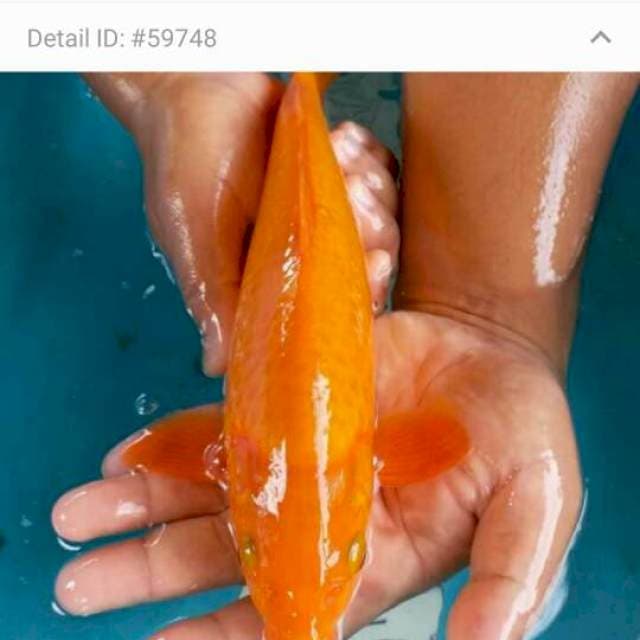 orenji 32 cm