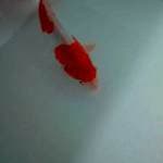 KOHAKU DOITSU 23CM F ONE
