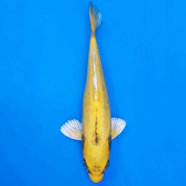 Banana 26cm