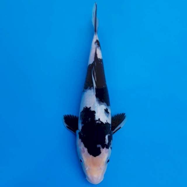 Shiro utsuri 31cm