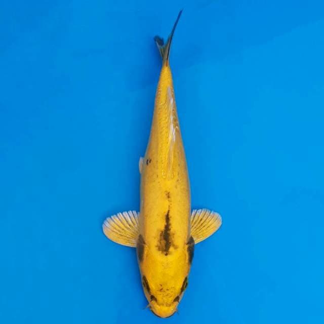 Banana 25cm