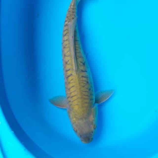 40 cm chagoi