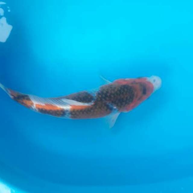 31 cm gosiki