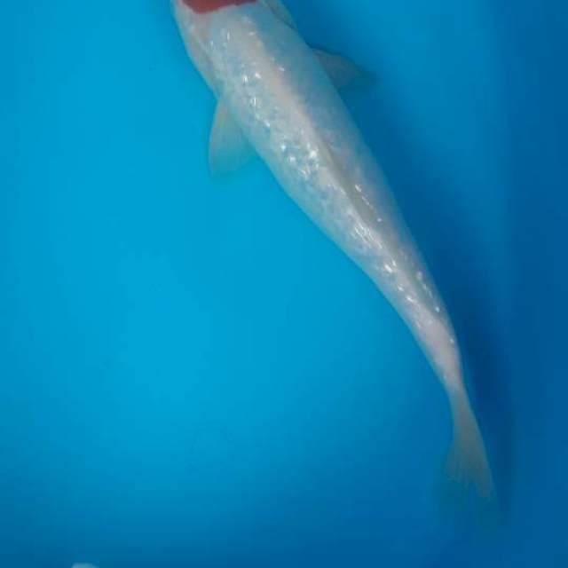 35 cm tanco ginrin