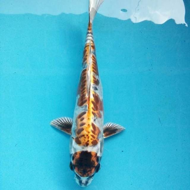 maruten kiko